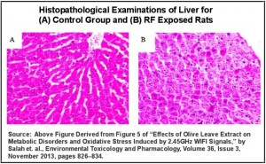 rf-effects-on-rats